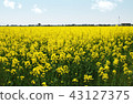 [Takaoka City] rape flower field 43127375