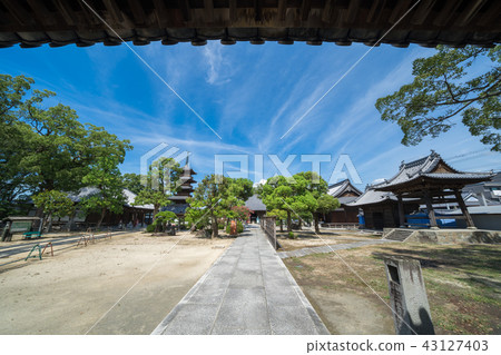 Shinto shrine scene from No. 70 Buddhist main shrine maiden Shikoku 88 places of temple 43127403