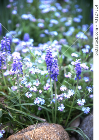 Purple flower like grapes Muscari Purple flower like grapes Muscari 43127514