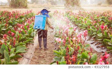 spraying pesticide in partition Canna 43127958