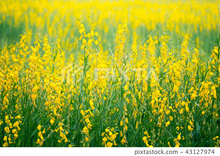 farm of Crotalaria flower,beautiful crotalaria farm of Crotalaria flower,beautiful crotalaria 43127974