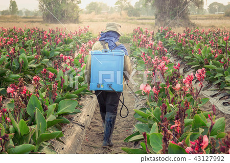 spraying pesticide in partition Canna spraying pesticide in partition Canna 43127992