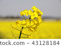 [Takaoka City] rape flowers 43128184