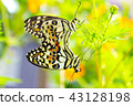 Butterflies mating 43128198
