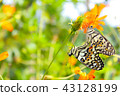 Butterflies mating 43128199
