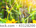 Butterflies mating 43128200