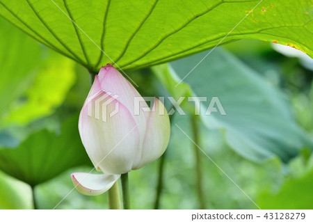 荷花(Nelumbo nucifera) 43128279