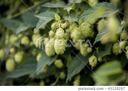 flowers and leaves of common hop plant 43128287