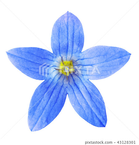 Wild blue yellow bell flower(campanula), isolated Wild blue yellow bell flower(campanula), isolated 43128301