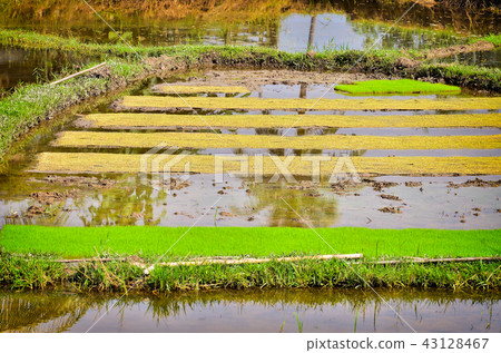 Rice seedlings in field Rice seedlings in field 43128467