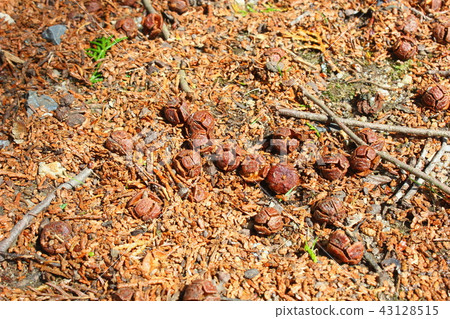 Hinoki noodles 43128515