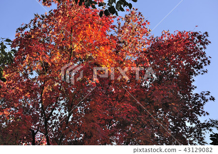 秋葉,黃葉,Momiji bahoo @ Kamogaya公園,Sak市,大阪府 秋葉,黃葉,Momiji bahoo @ Kamogaya公園,Sak市,大阪府 43129082