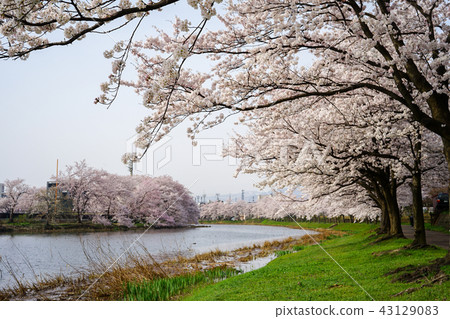 櫻花樹在高田公園,上越市新潟 櫻花樹在高田公園,上越市新潟 43129083