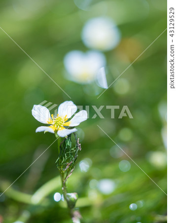 Meita algae of the Ushigori River Meita algae of the Ushigori River 43129529