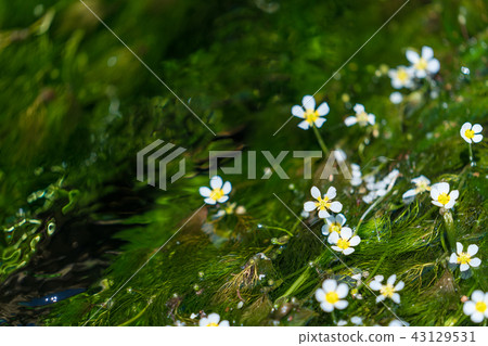 Meita algae of the Ushigori River Meita algae of the Ushigori River 43129531