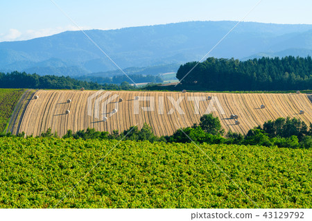 在夏天從北海道Shinraku的山的風景 在夏天從北海道Shinraku的山的風景 43129792
