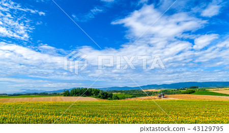 夏天的北海道Shinrito Hill觀察公園 夏天的北海道Shinrito Hill觀察公園 43129795