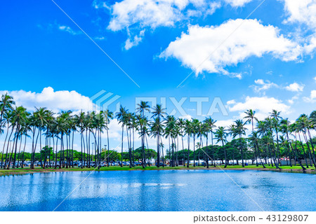 Ala Moana Beach Park 43129807