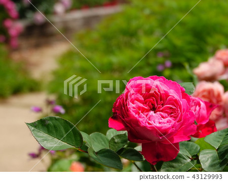 玫瑰玫瑰紅玫瑰 43129993