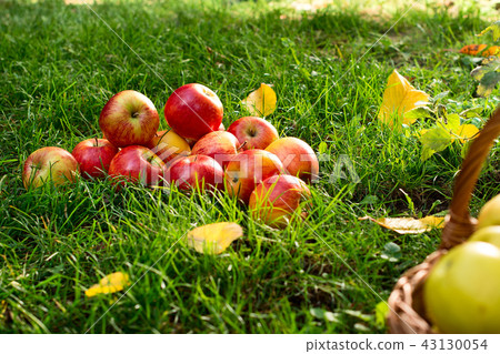 Red Apples in the Grass in the Garden Red Apples in the Grass in the Garden 43130054
