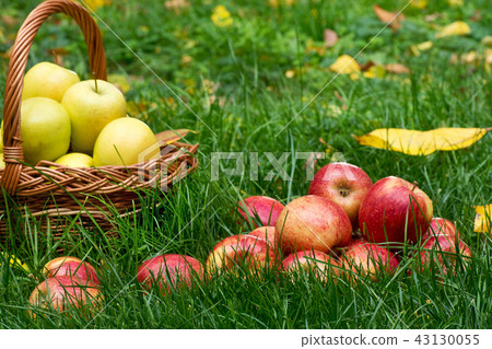 Red Apples in the Grass in the Garden Red Apples in the Grass in the Garden 43130055