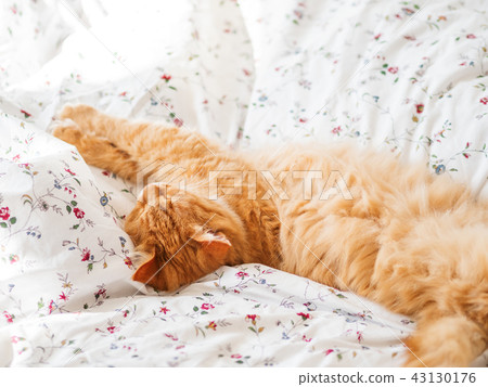 Cute ginger cat lying in bed.Fluffy pet stretching 43130176