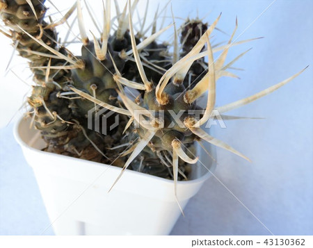 Cactus Nagashira Musashino Cactus Nagashira Musashino 43130362