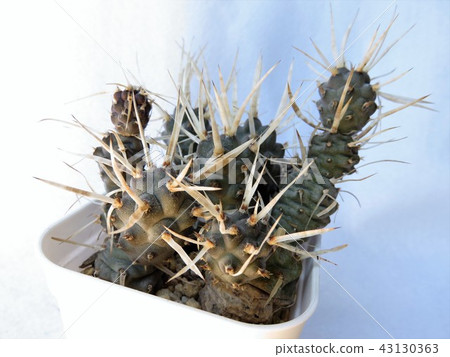 Cactus Nagashira Musashino Cactus Nagashira Musashino 43130363