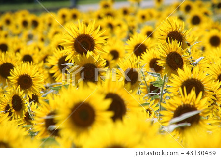 sunflower sunflower 43130439