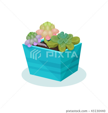 Succulent indoor house plant in a pot, element for decoration home interior vector Illustration on a Succulent indoor house plant in a pot, element for decoration home interior vector Illustration on a 43130440