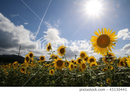 sunflower sunflower 43130441