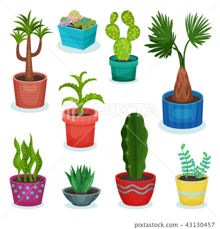 Evergreen House Plants In Flower Pot Set Stock