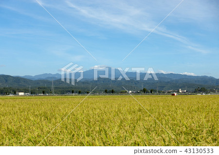 Fruit autumn · Rice reaping and Buddha Hakusan (Nomi City, Ishikawa Prefecture end of August) 01 Fruit autumn · Rice reaping and Buddha Hakusan (Nomi City, Ishikawa Prefecture end of August) 01 43130533