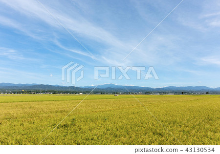 水果秋·稻米收割與佛教白山遠景(石川縣能美市8月底)02 水果秋·稻米收割與佛教白山遠景(石川縣能美市8月底)02 43130534