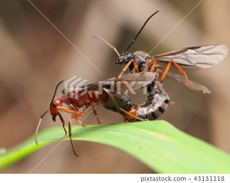 Mating mating of ants Marriage flight Formica yessensis 43131118