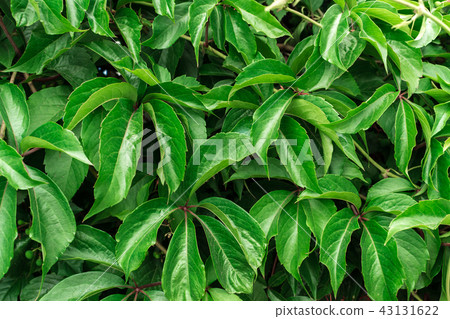 Lush Green Leaves Background or Foliage Texture 43131622