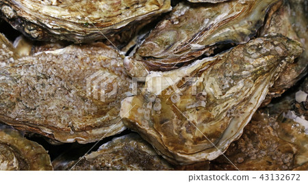 Close up fresh catch of oysters on market Close up fresh catch of oysters on market 43132672