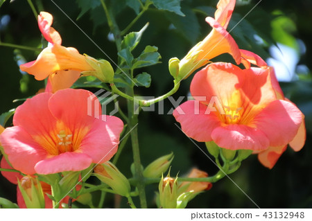 Nausuz Kazura 43132948