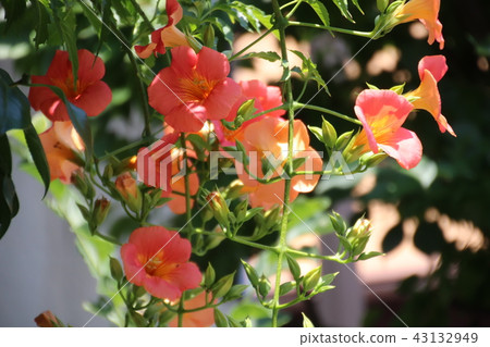 Nausuz Kazura 43132949