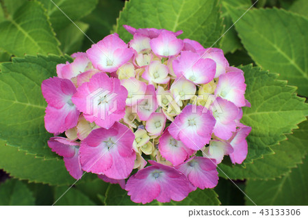 Gioshi公園的繡球花 Gioshi公園的繡球花 43133306