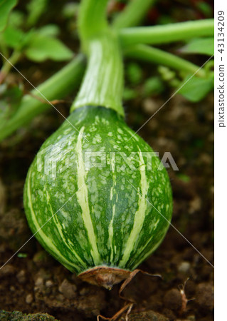 Shooting the landscape of the summer of the pumpkin field in Otobu-cho, Hokkaido, where the flower ended and the fruit started to grow Shooting the landscape of the summer of the pumpkin field in Otobu-cho, Hokkaido, where the flower ended and the fruit started to grow 43134209