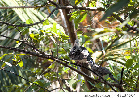 Doves at garden Sri Lanka 43134504