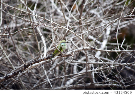 Bee eater at Kumana national park Sri Lanka 43134509