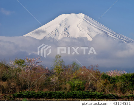 Spring color 43134521