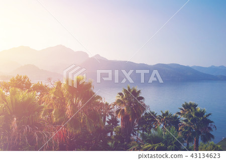 Tropical palm trees with sunlight. Tropical palm trees with sunlight. 43134623