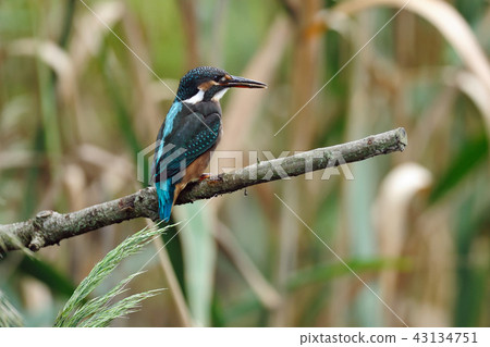 Kingfisher of the Kingfisher cinnamon kidneyfishery female bird 43134751
