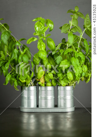 Basil growing in tin cans 43135028