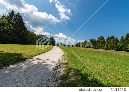Forest in Summer - Trentino Alto Adige Italy 43135038