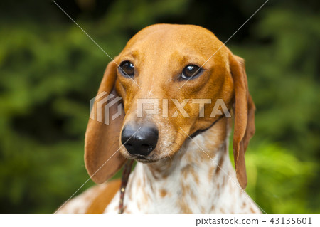 Dachshund Dog Summer Garden Dachshund Dog Summer Garden 43135601