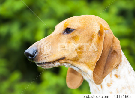 Dachshund Dog Summer Garden Dachshund Dog Summer Garden 43135603